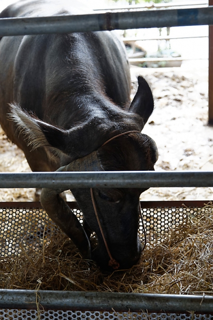 Wat Hua Lamphong-NOV13-015